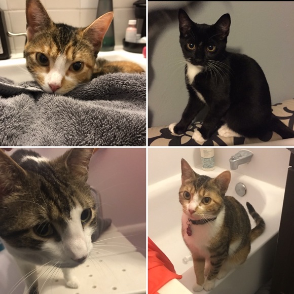 I HAVE CATS DISCLAIMER! - Picture 6 of 8